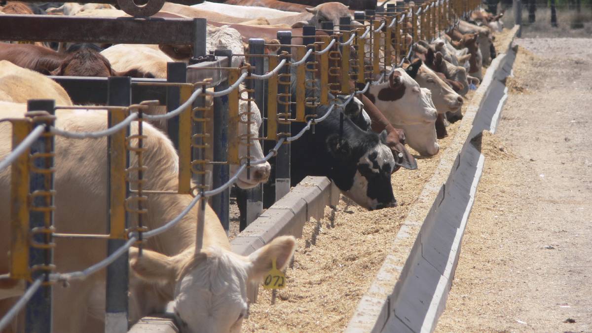 Australianos destacan fuerte demanda internacional por carne terminada a granos