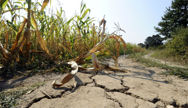 Sur de Brasil atraviesa la peor sequía de los últimos 17 años