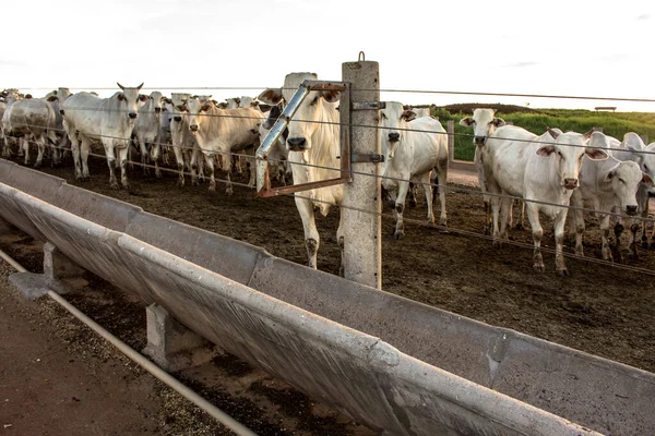 Brasil adopta más feedlots para atender la demanda china de carne