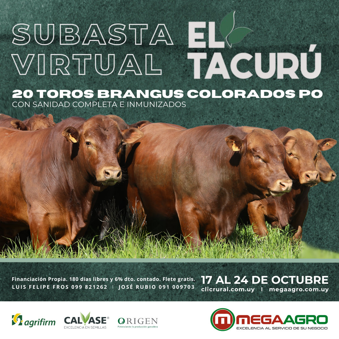 Subasta Virtual El Tacurú