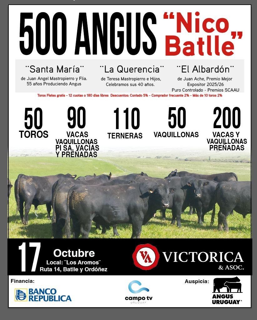 500 ANGUS “Nico Batlle”